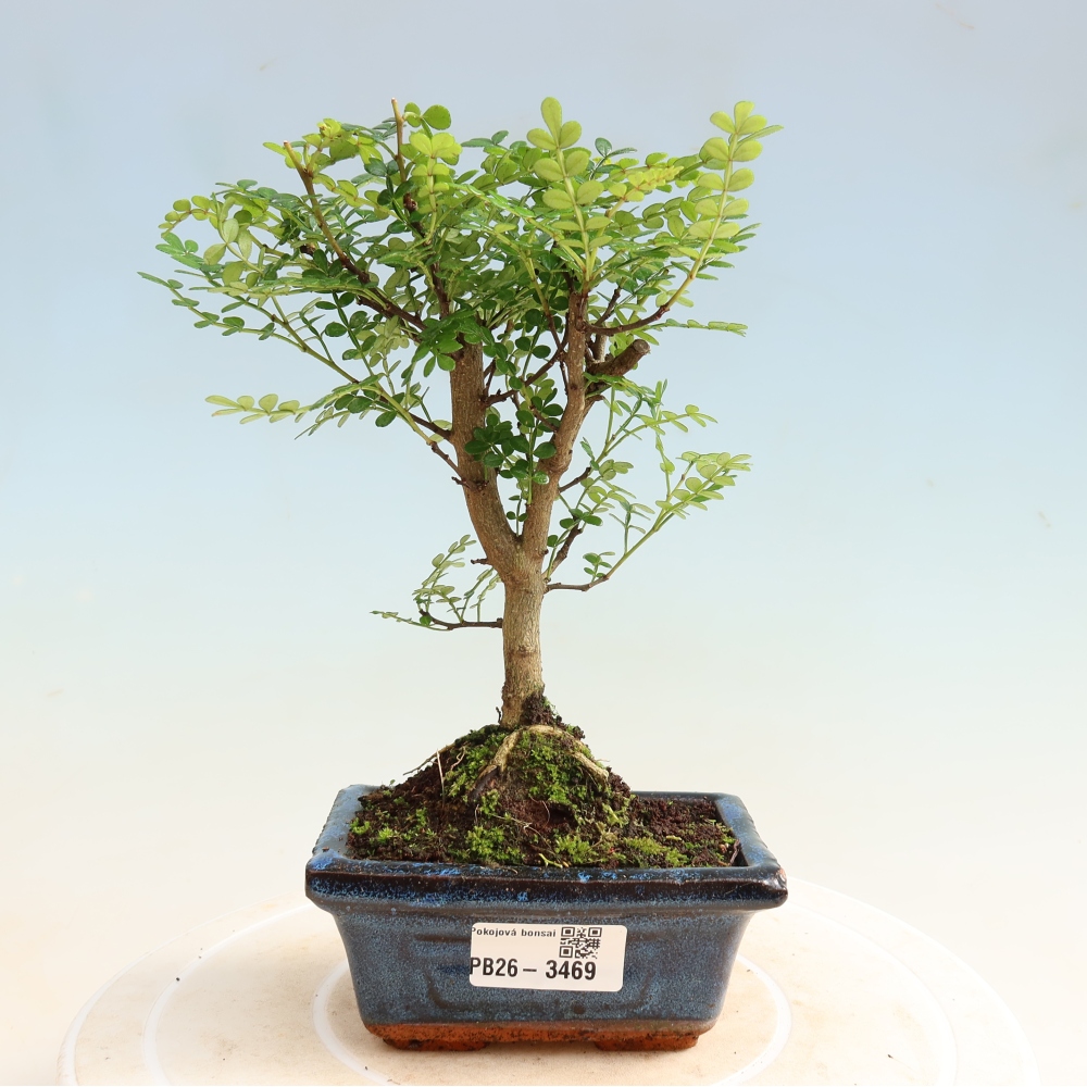 Camera bonsai - Zantoxylum piperitum - albero del pepe