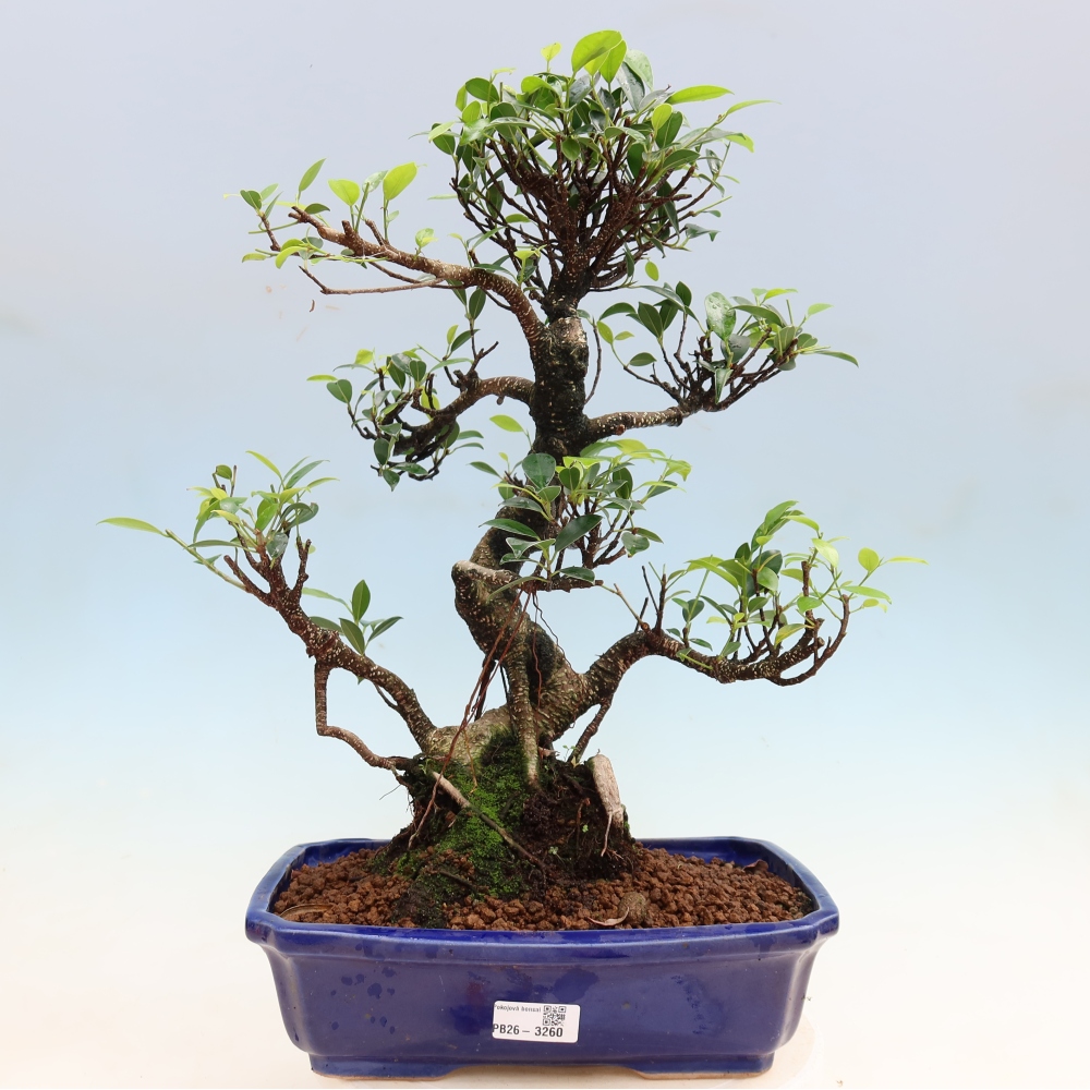 Camera bonsai - Ficus kimmen - ficus a foglie piccole