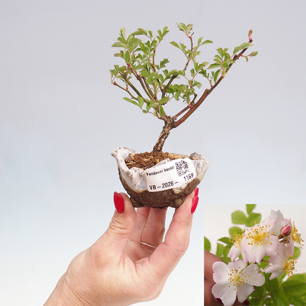 Bonsai da esterno - Rosa sp. - rosa a fiore piccolo