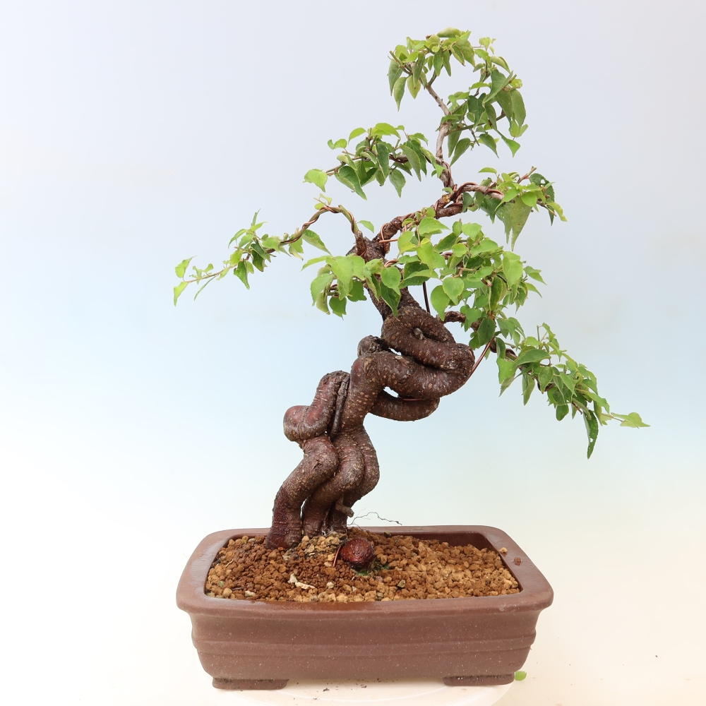 Bonsai da esterno - Albicocco giapponese - Prunus Mume