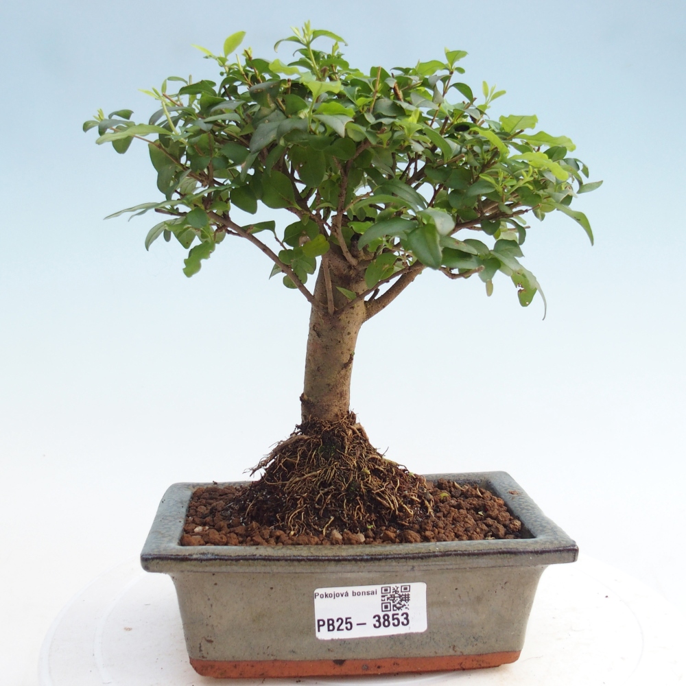 Camera bonsai -Ligustrum chinensis - Becco d'uccello