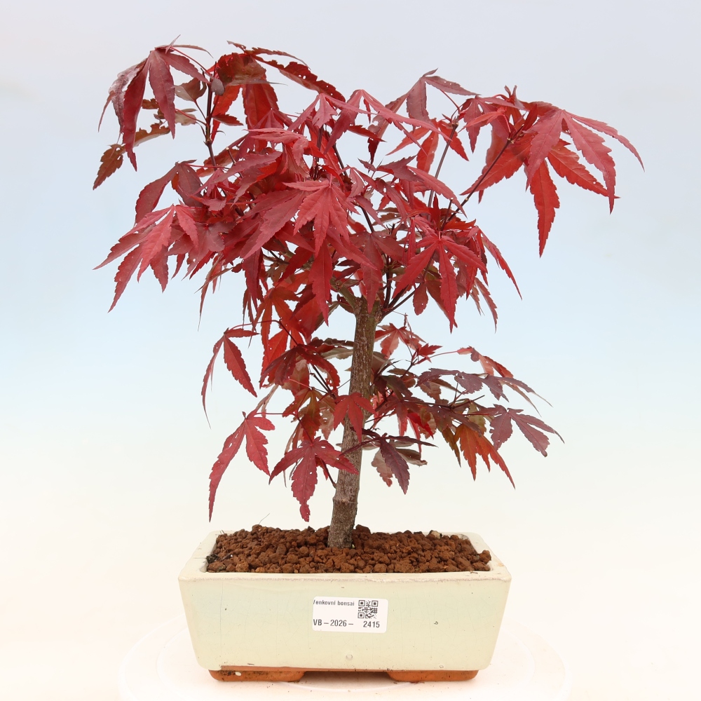 Bonsai da esterno - Palma Acer. Atropurpureum-Javor palmate