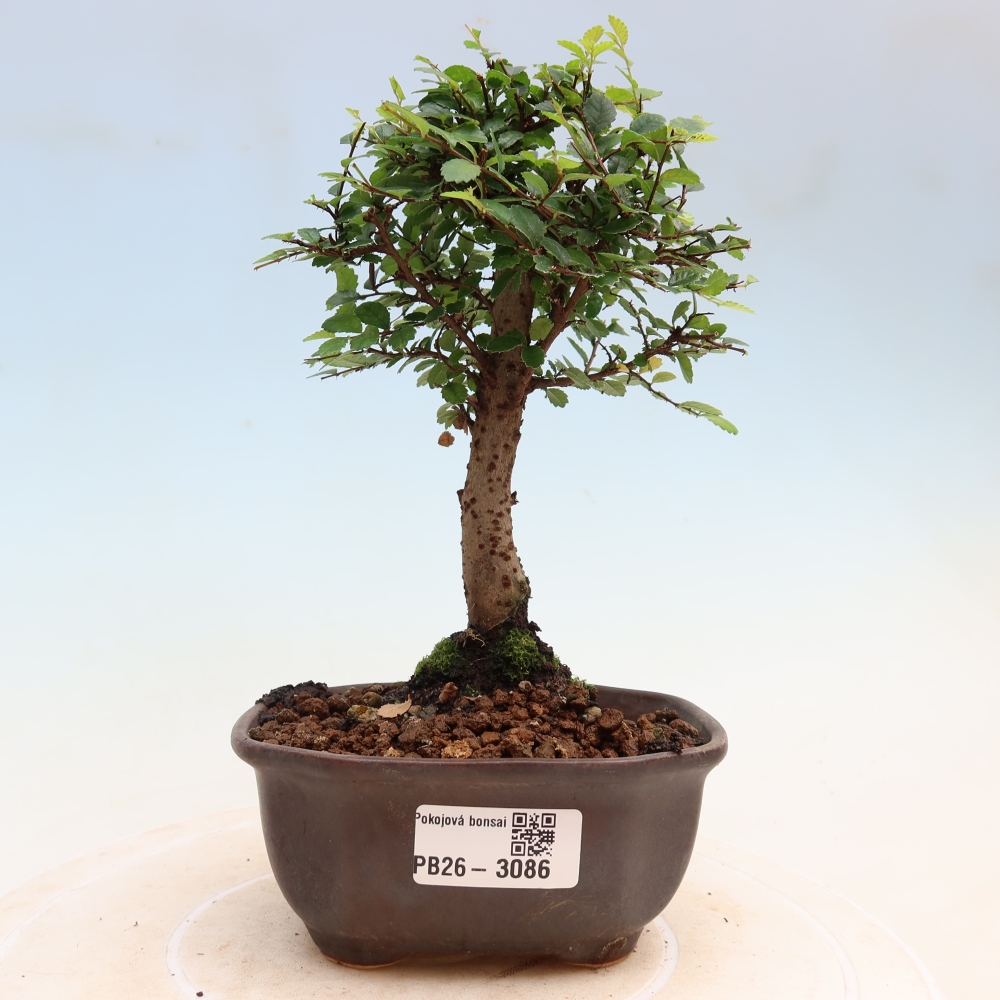 Camera bonsai - Ulmus parvifolia - Olmo a foglie piccole