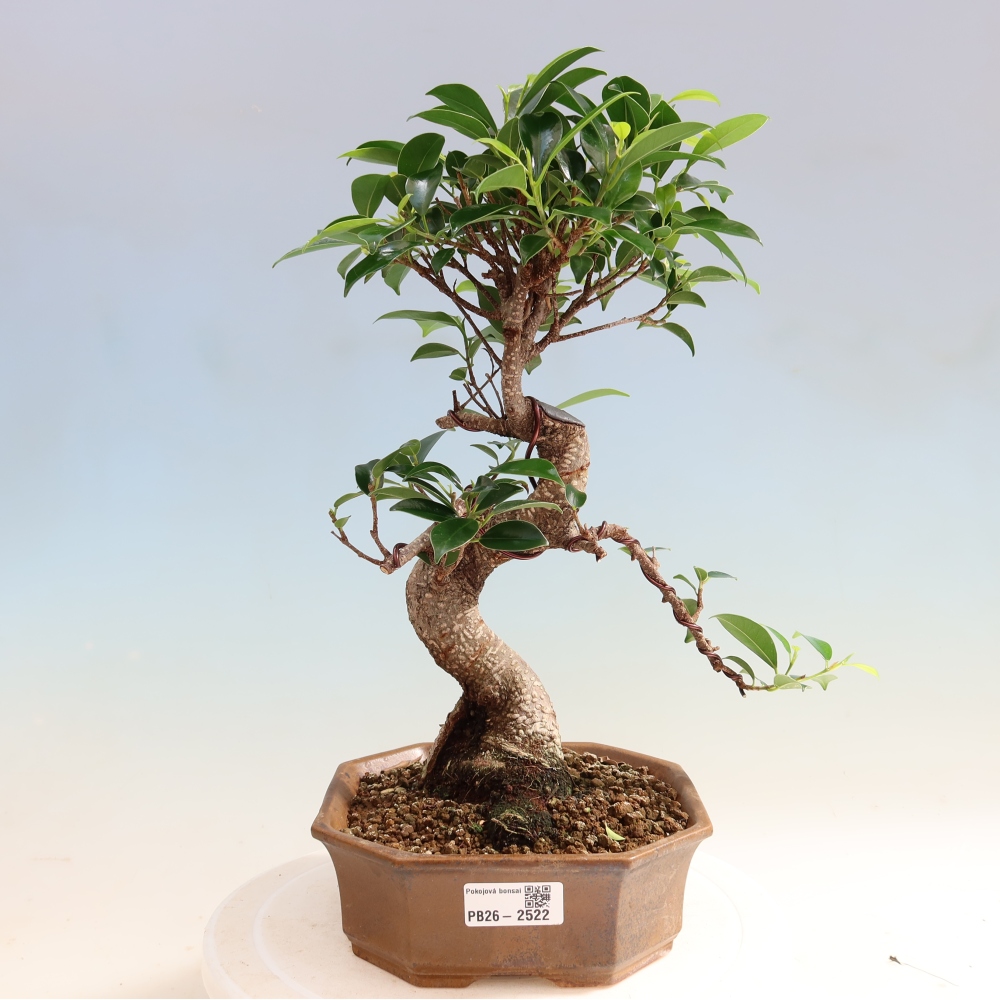 Camera bonsai - Ficus retusa - ficus a foglie piccole
