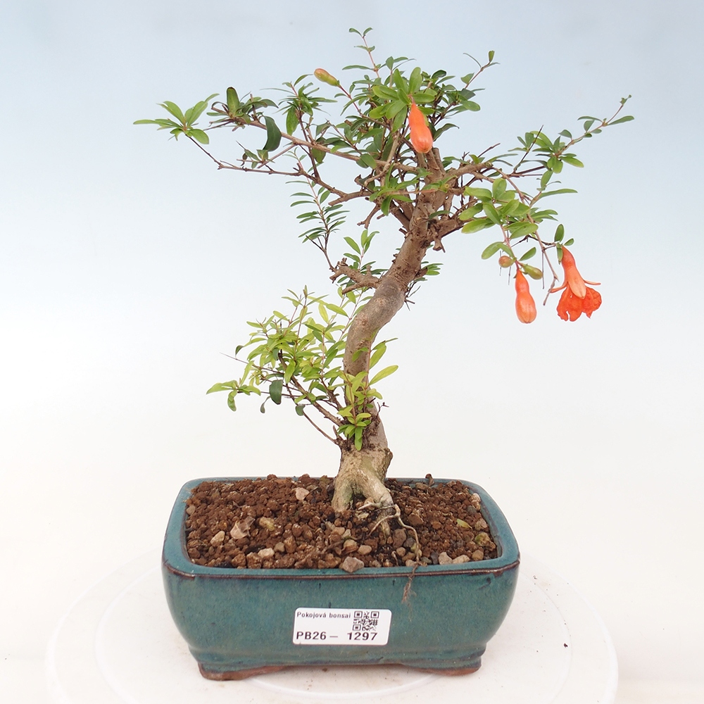 Camera bonsai-PUNICA granatum nana-Mela granata