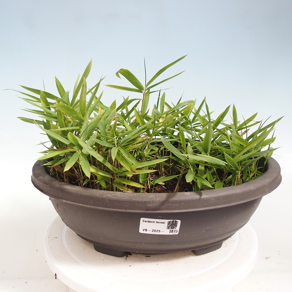 Bonsai da esterno - Pleioblastus argenteostriatus f.pumilus - Bambù nano