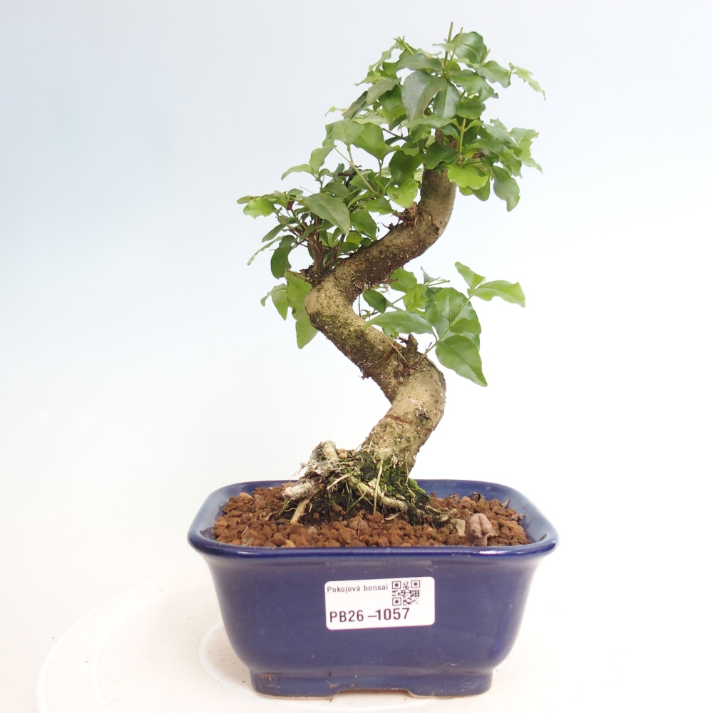 Camera bonsai -Ligustrum chinensis - Becco d'uccello