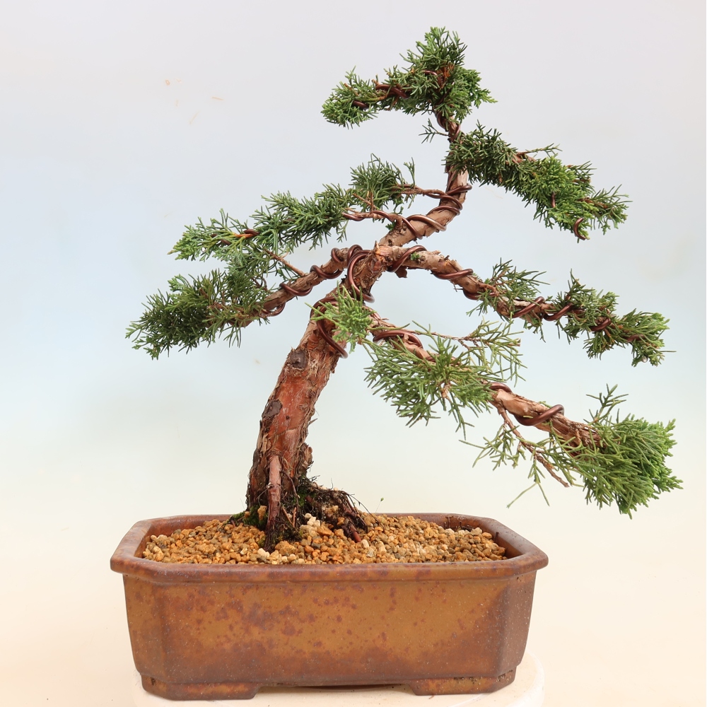 Bonsai da esterno - Juniperus chinensis Kishu