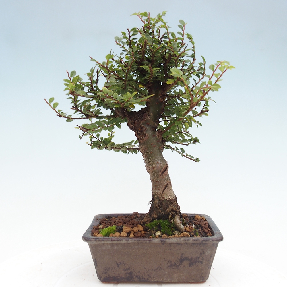 Bonsai da esterno - Ulmus parvifolia Hokkaido - Olmo cinese