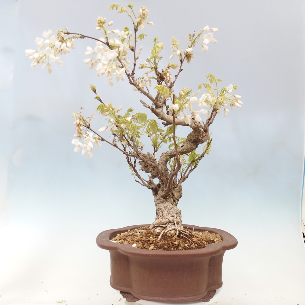 Bonsai da esterno - Vistaria - Glicine