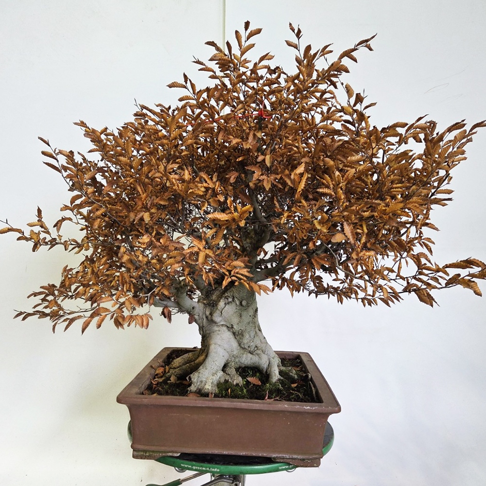 Bonsai da esterno - Fagus crenata