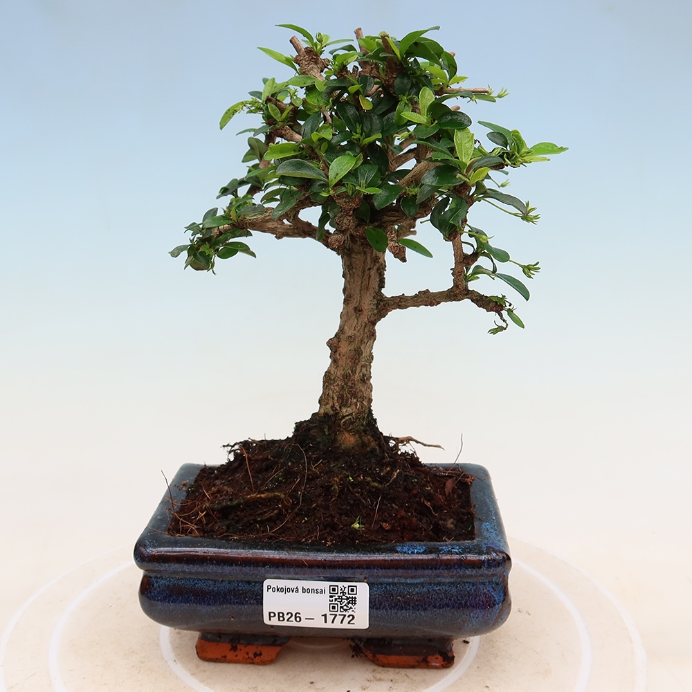 Camera bonsai - Carmona macrophylla - Tea fuki