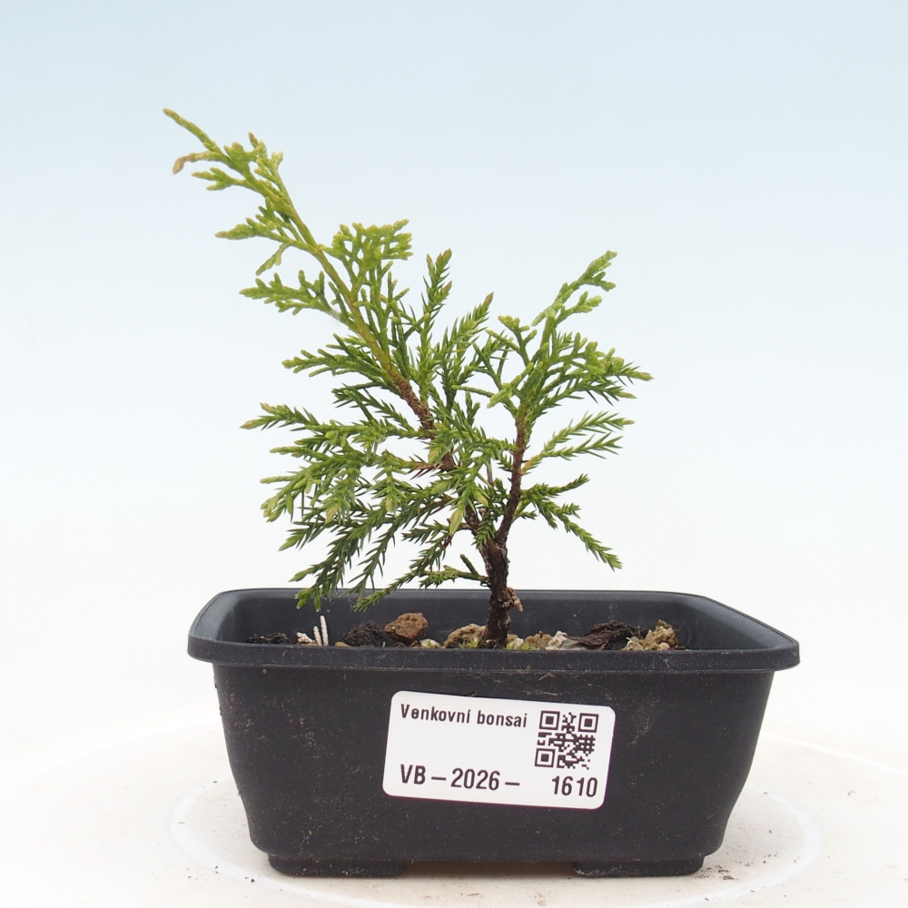 Bonsai da esterno - Juniperus chinensis Itoigawa