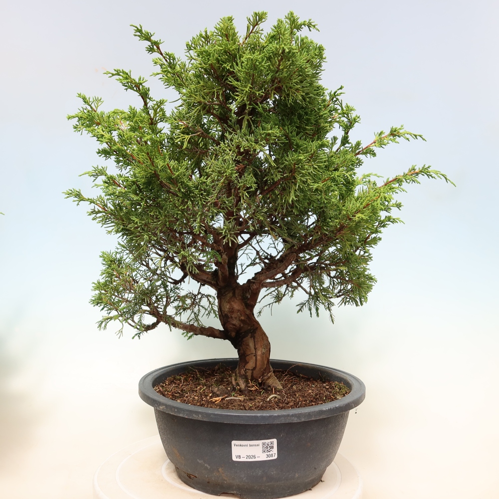 Bonsai da esterno - Juniperus chinensis Itoigawa-Juniperus chinensis