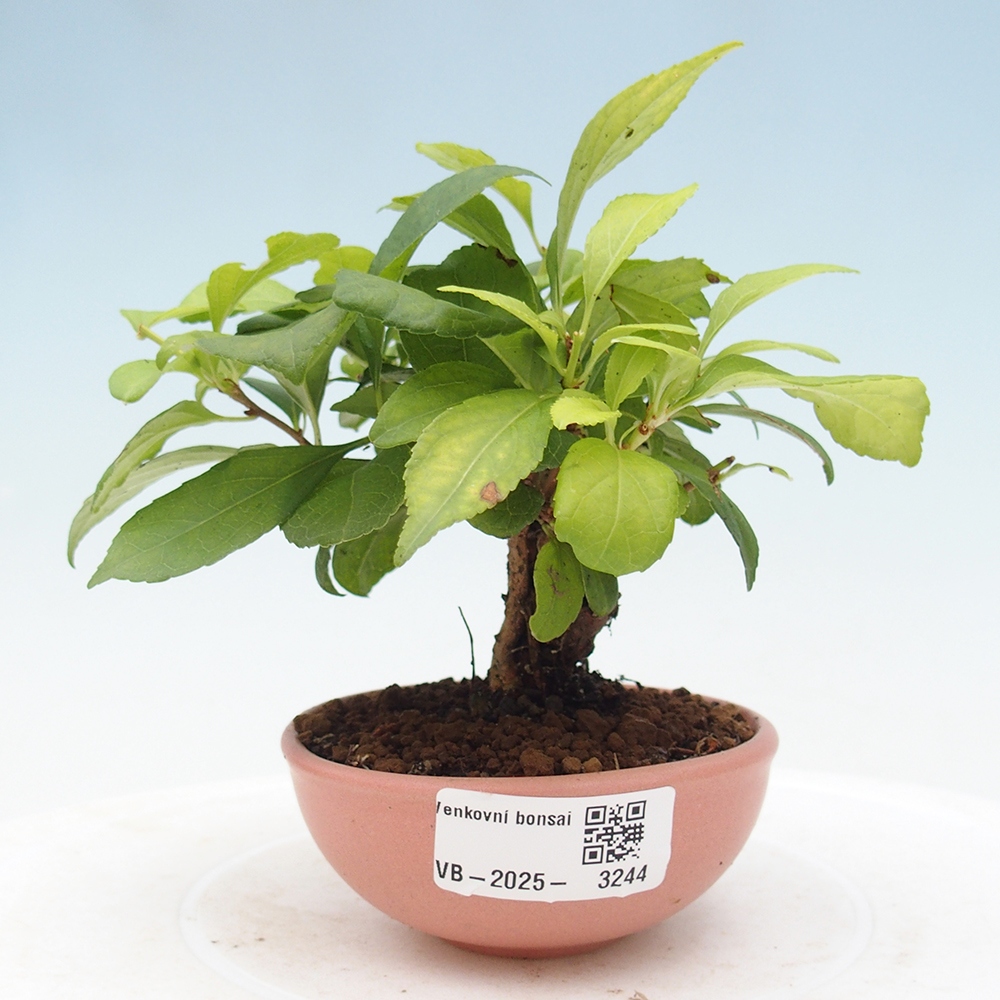 Bonsai da esterno - Celastrus orbiculatus