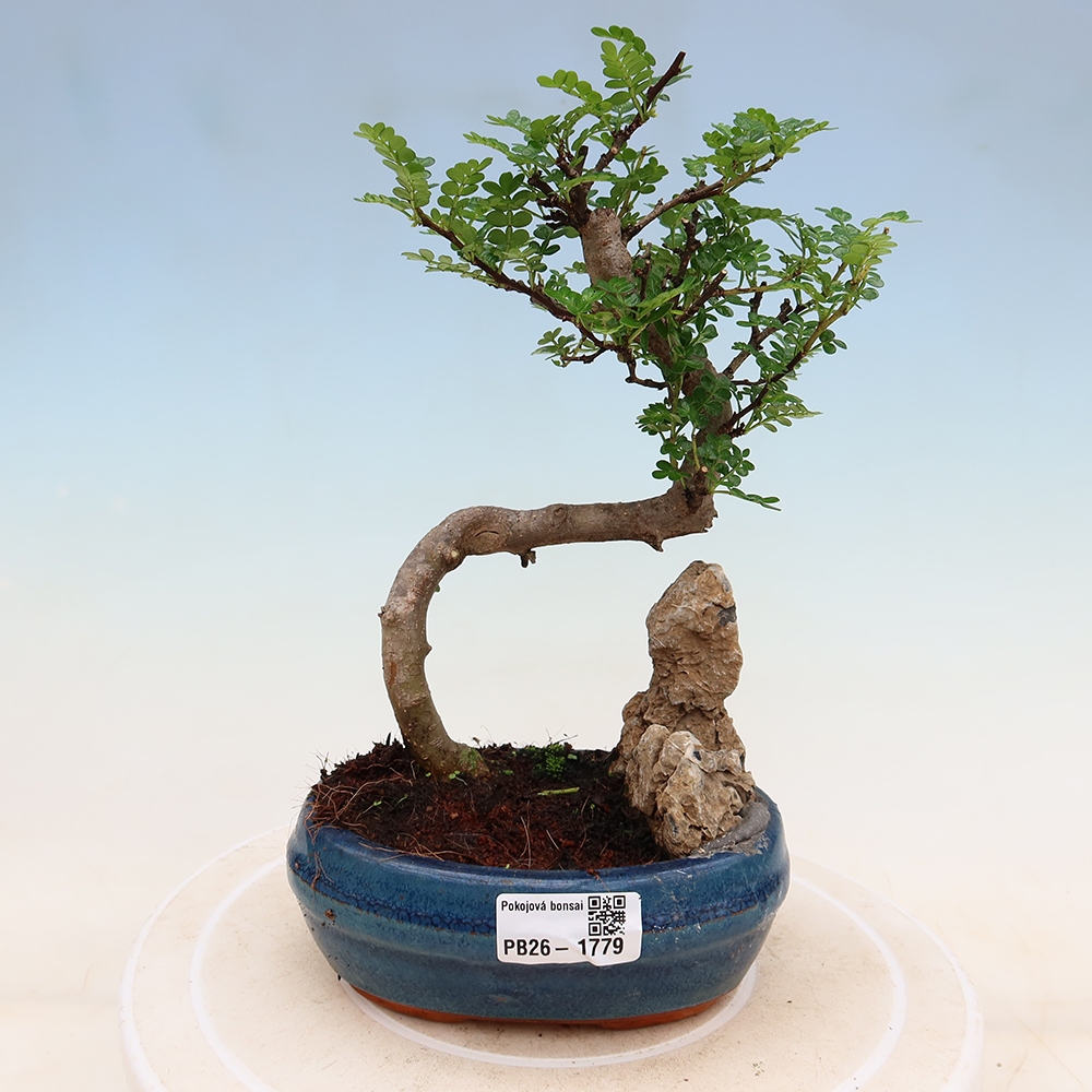 Camera bonsai - Zantoxylum piperitum - albero del pepe