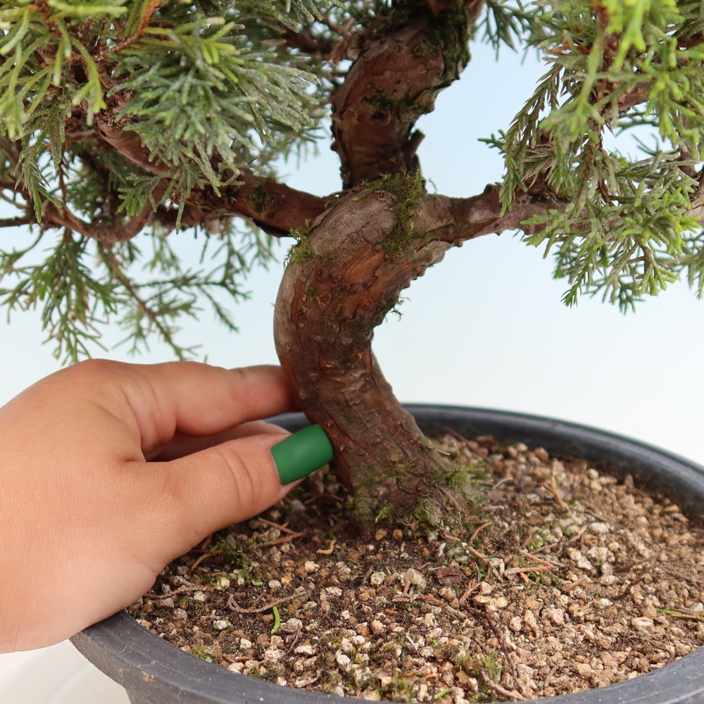 Bonsai da esterno - Juniperus chinensis Itoigawa-Juniperus chinensis