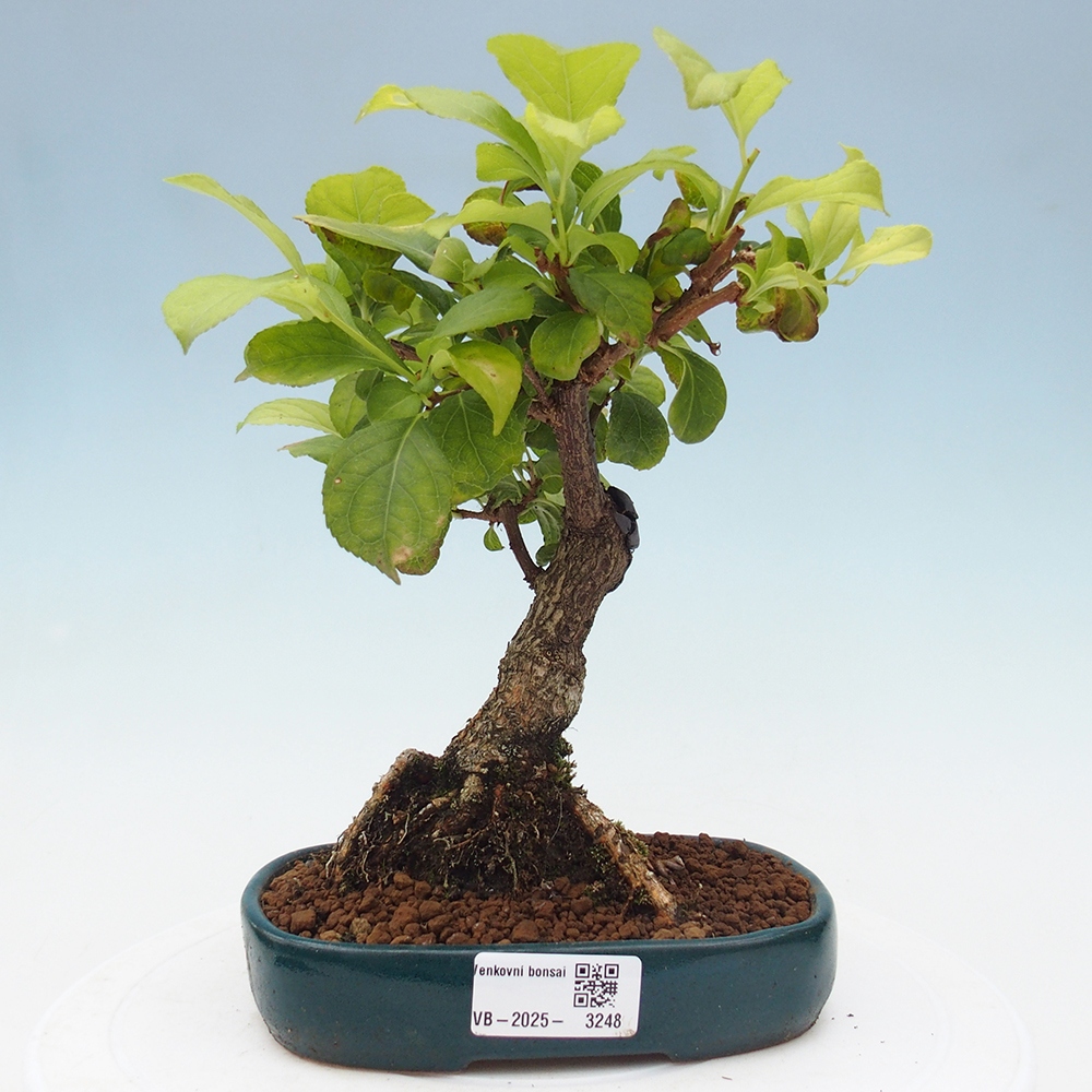 Bonsai da esterno - Celastrus orbiculatus