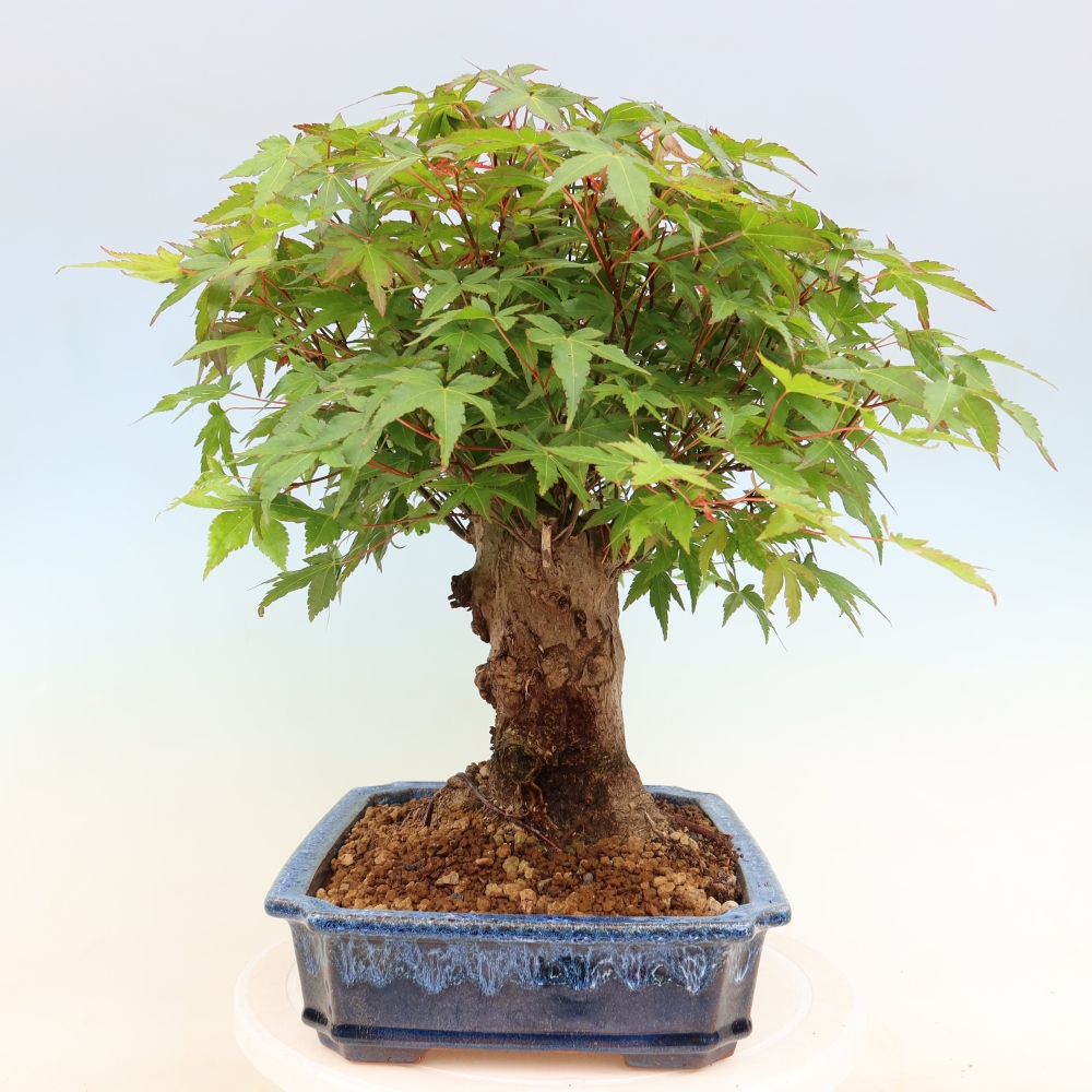 Bonsai da esterno - Acero Burger - Acer Burgerianum