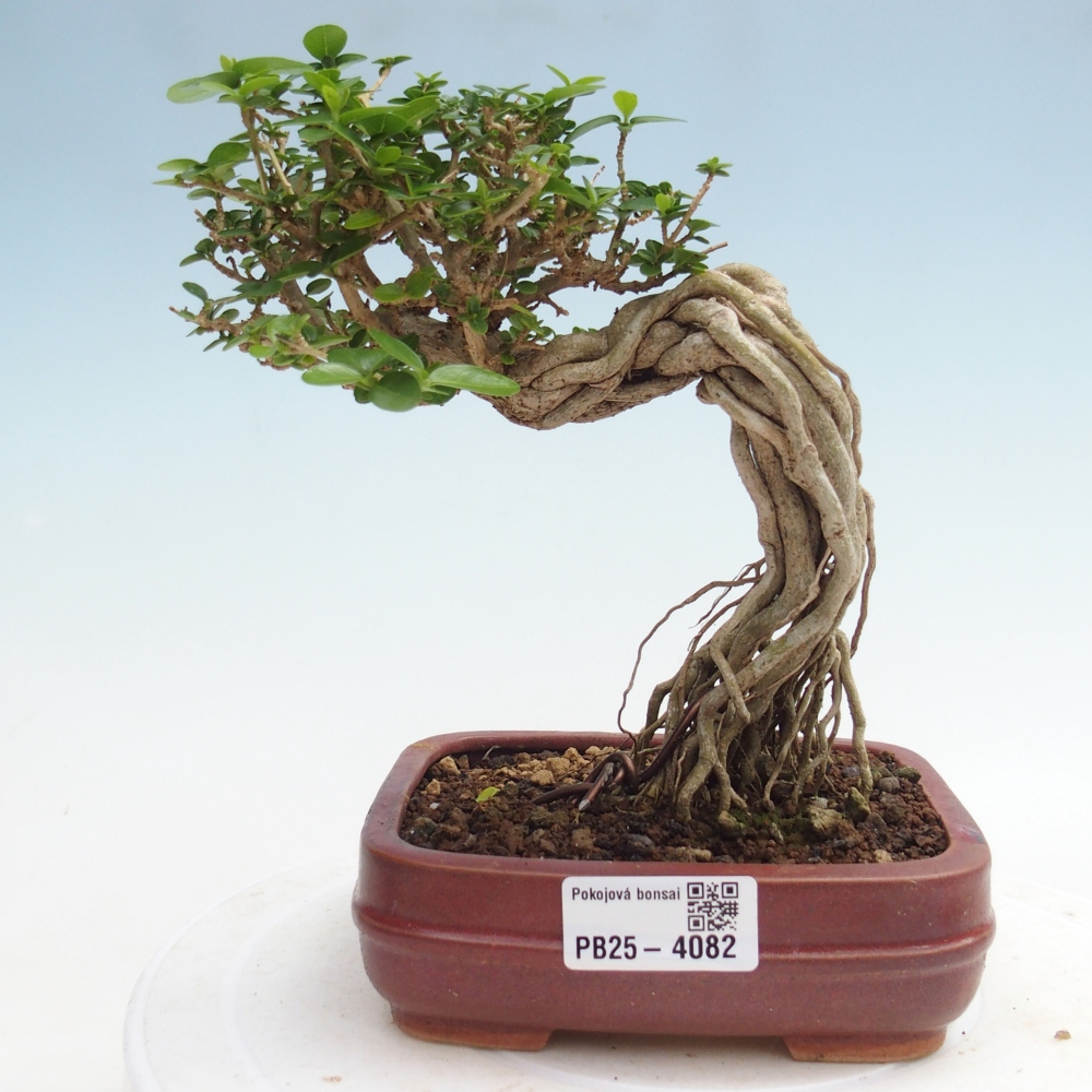 Bonsai da interno - Premna serratifolia - Kozlovna malolista