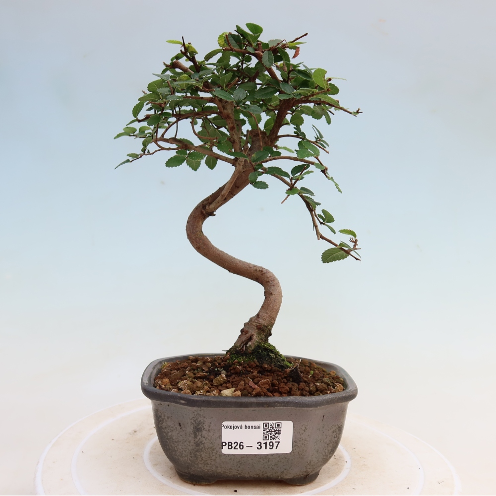 Camera bonsai - Ulmus parvifolia - Olmo a foglie piccole
