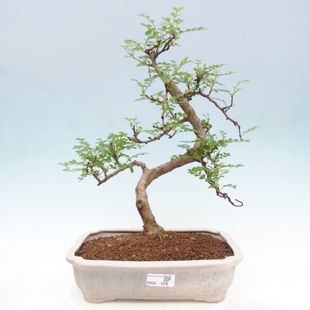 Camera bonsai - Zantoxylum piperitum - albero del pepe