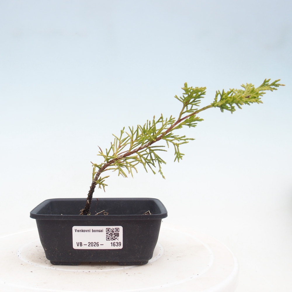 Bonsai da esterno - Juniperus chinensis Itoigawa