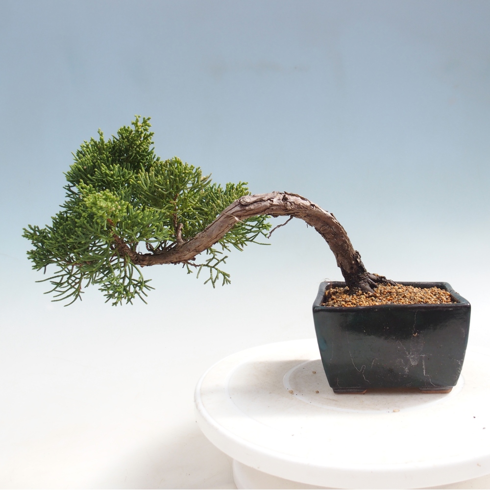 Bonsai da esterno - Juniperus chinensis Kishu