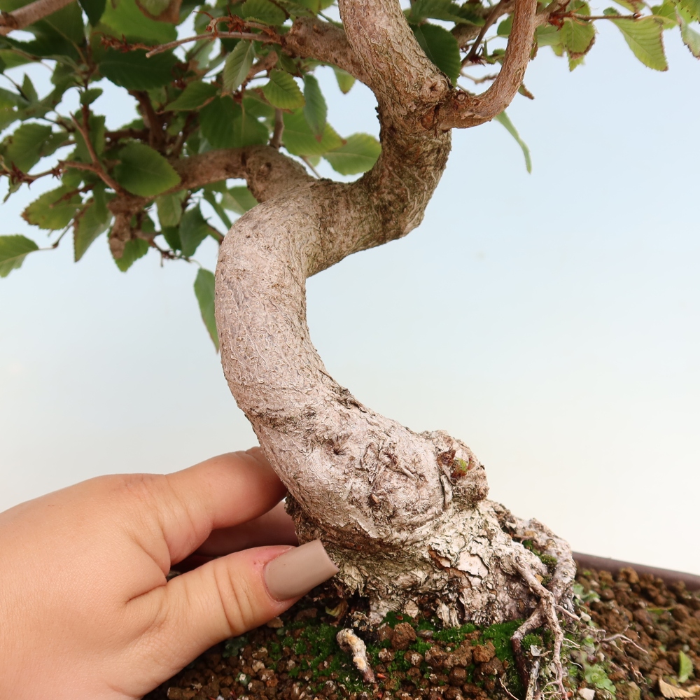 Bonsai da esterno -Carpinus CARPINOIDES - Carpino coreano