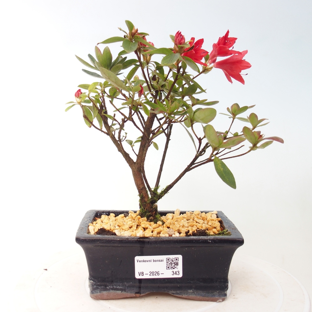 Bonsai da esterno - Azalea giapponese - Azalea sp.