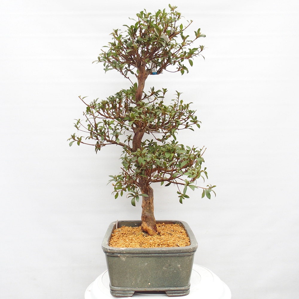 Bonsai da esterno - Azalea giapponese - Azalea Koki