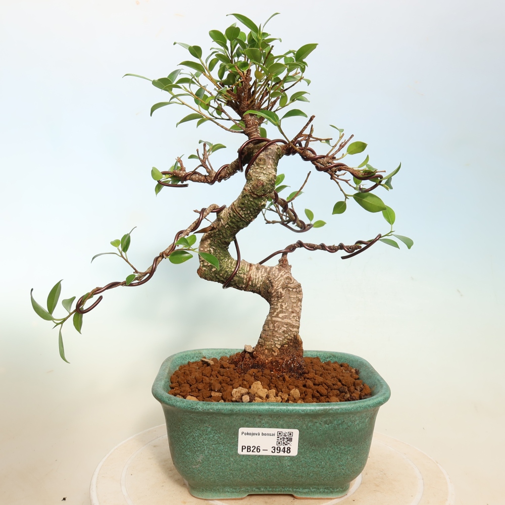 Camera bonsai - Ficus kimmen - ficus a foglie piccole