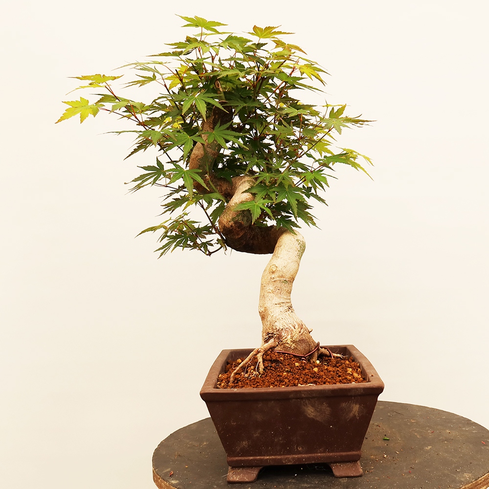 Bonsai da esterno - Acero palmato - Palme