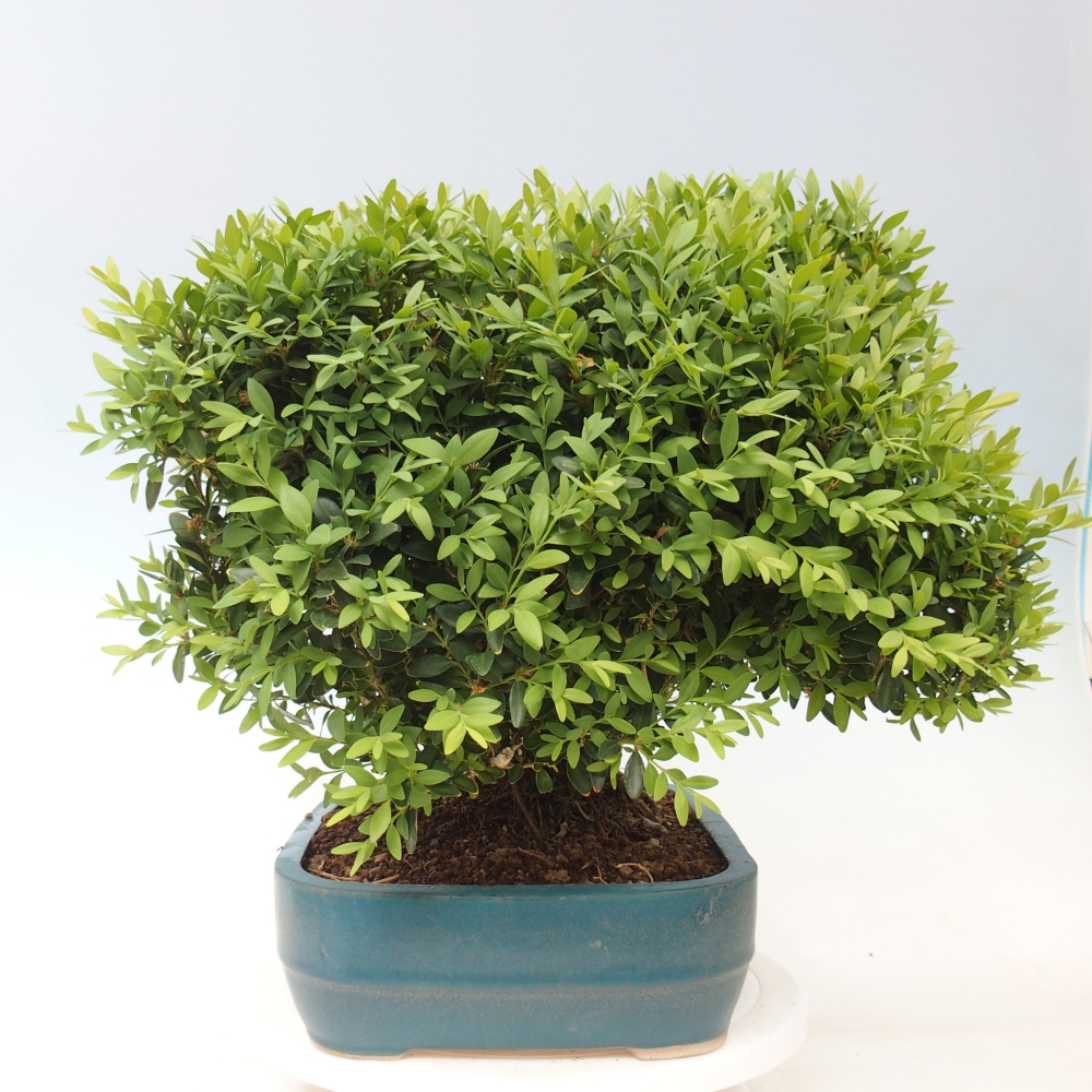Bonsai da esterno - Buxus sempervirens - bosso