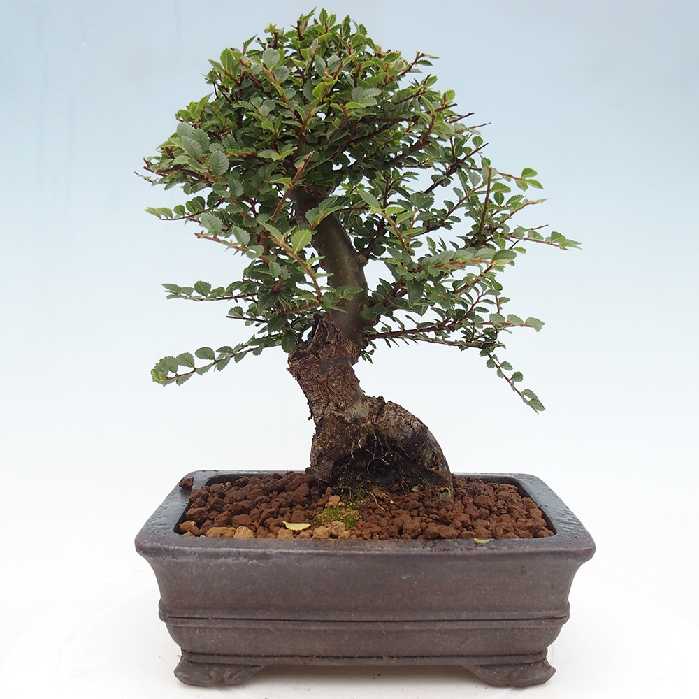 Bonsai da esterno - Ulmus parvifolia Hokkaido - Olmo cinese
