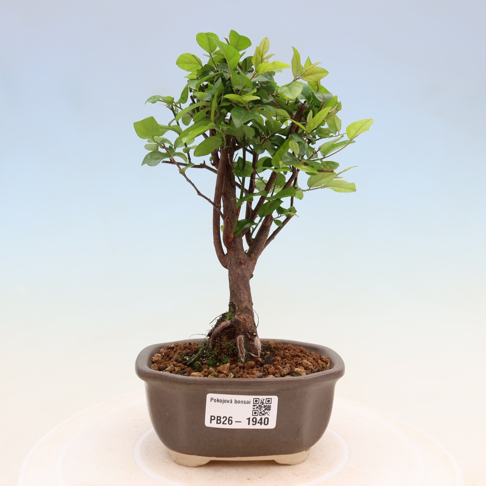 Camera bonsai - Sageretia thea - Sageretia thea