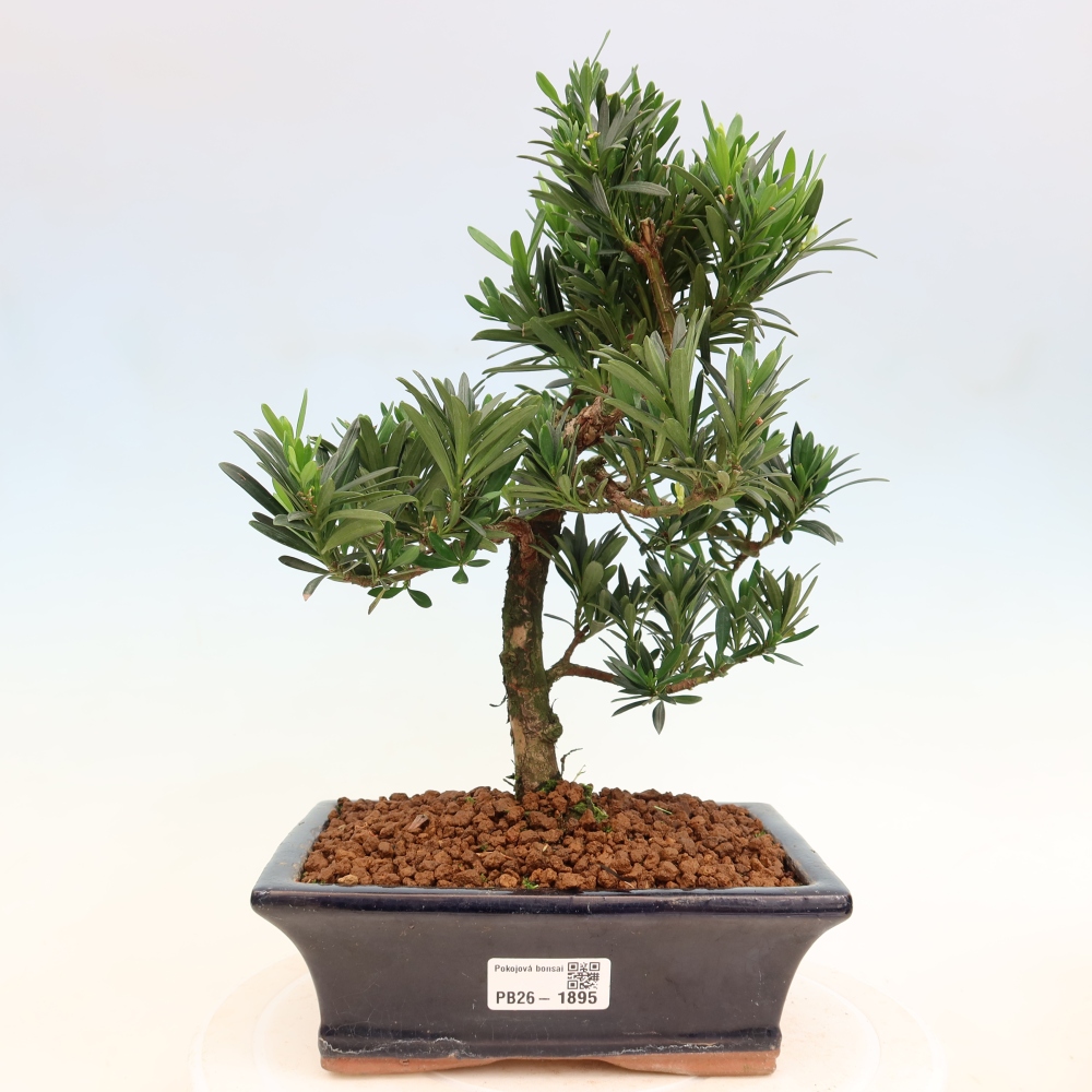 Camera bonsai - Podocarpus - Tasso delle pietre