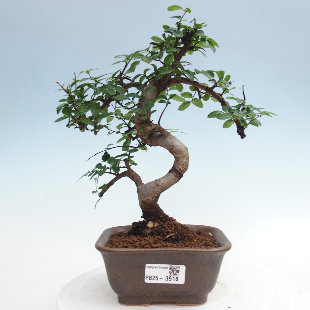 Camera bonsai - Ulmus parvifolia - Olmo a foglie piccole