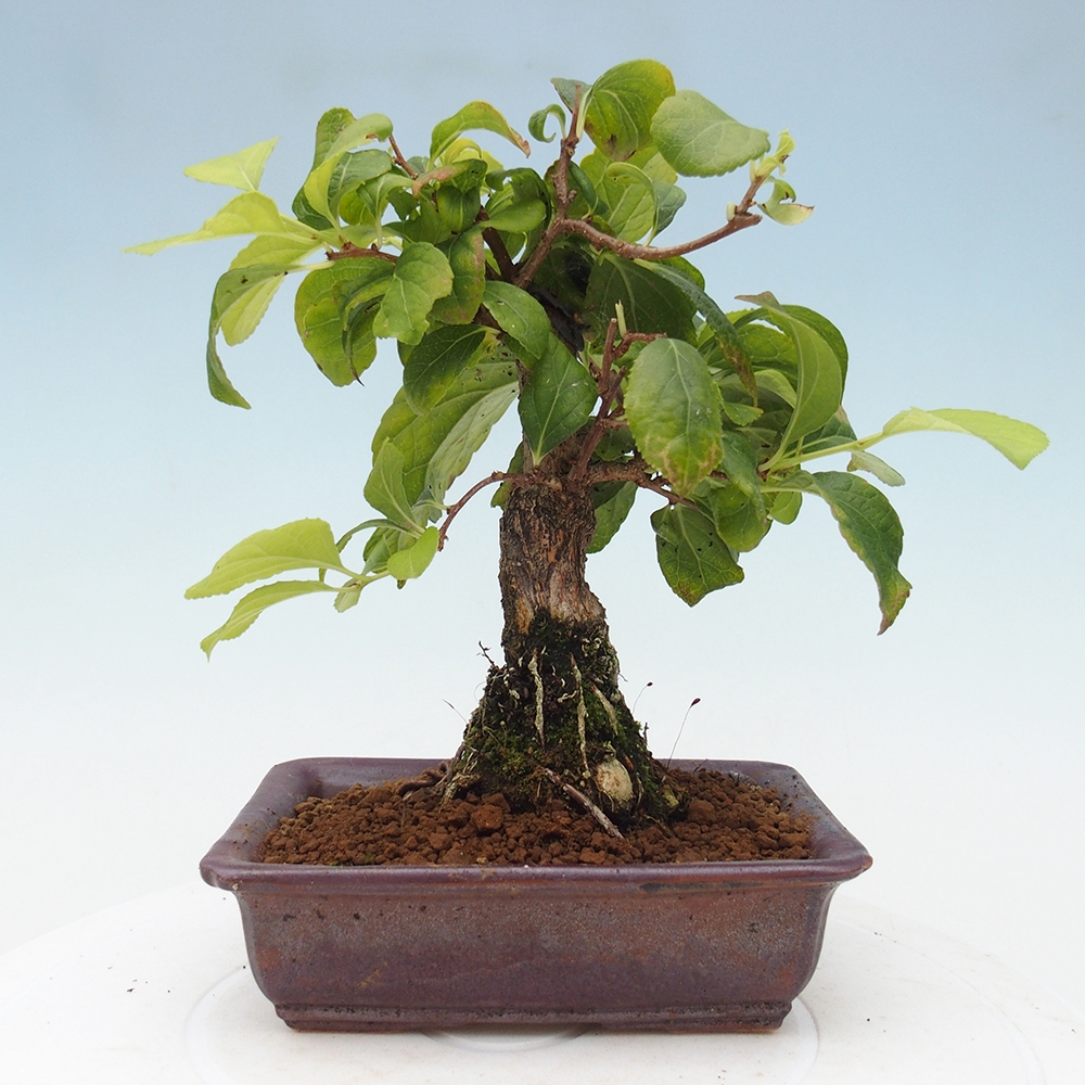 Bonsai da esterno - Celastrus orbiculatus
