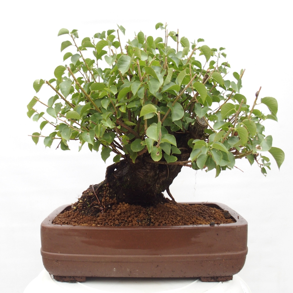 Bonsai da esterno - Mahalebka - Prunus mahaleb