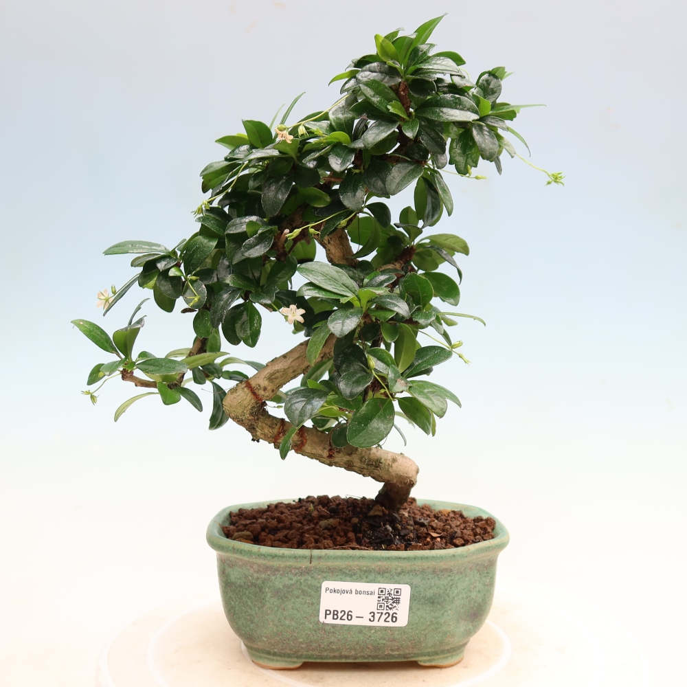 Camera bonsai - Carmona macrophylla - Tea fuki