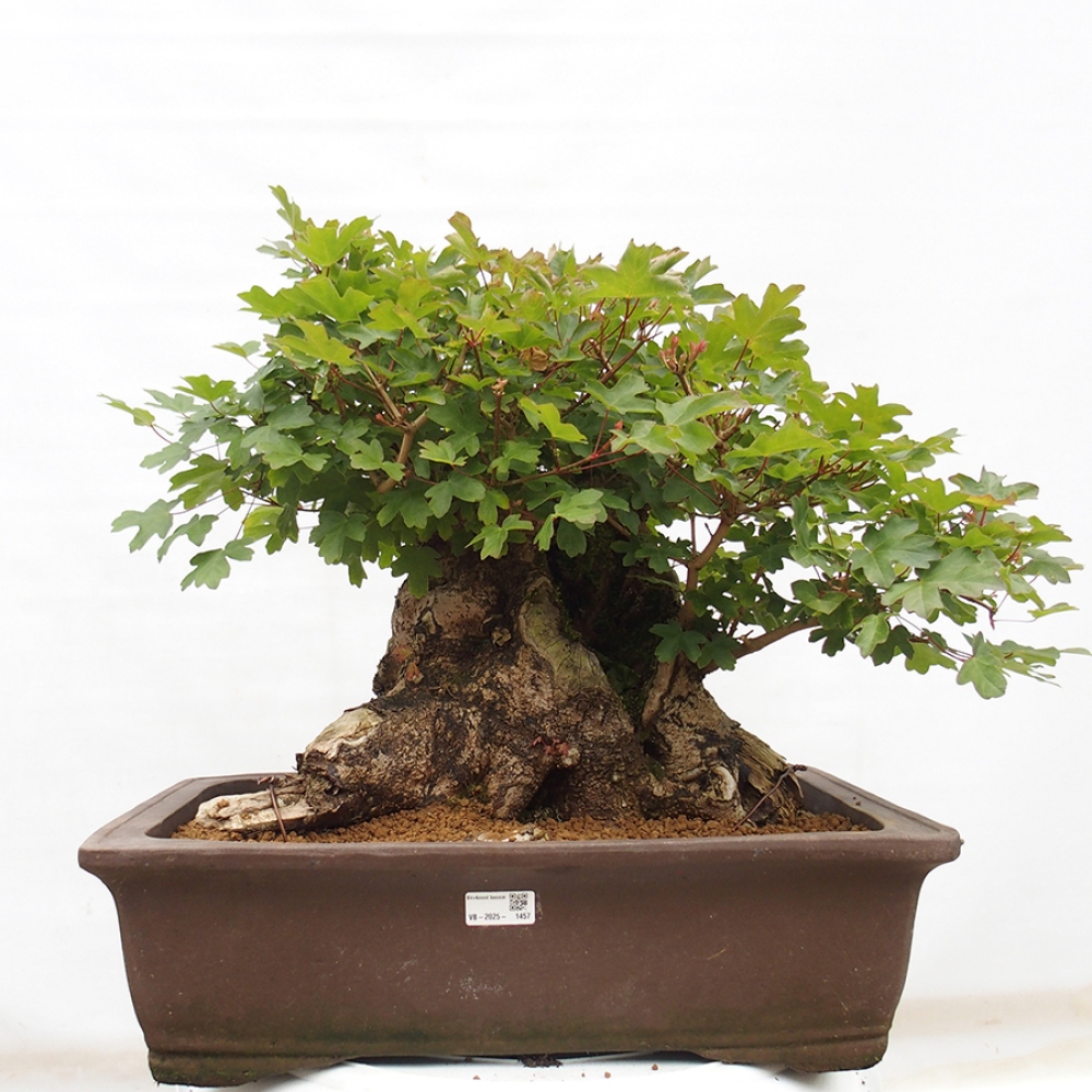 Bonsai da esterno - Acero francese - Acer Nonspessulanum