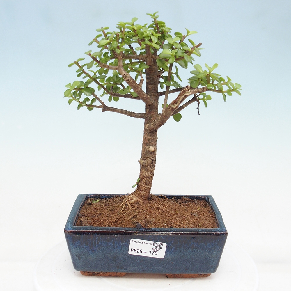 Camera bonsai - Portulakaria Afra - Tlustice