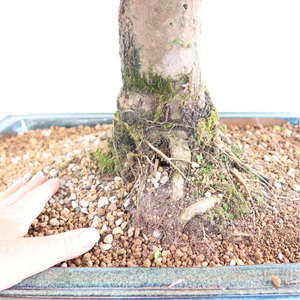Camera bonsai - Ciliegio australiano - Eugenia uniflora