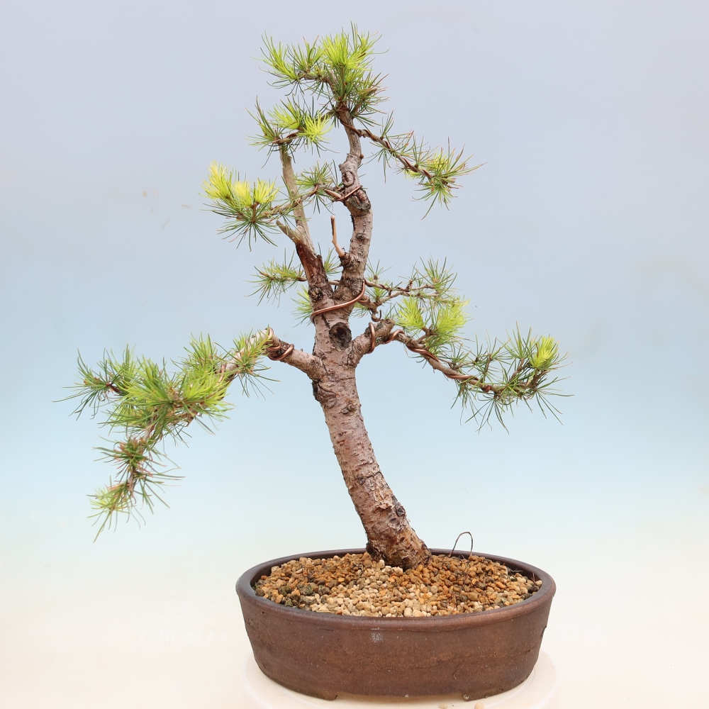 Bonsai da esterno -Larix decidua - Larice