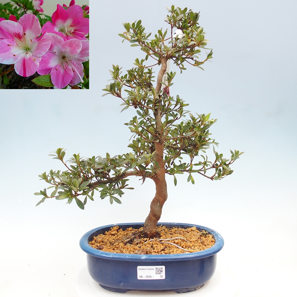 Bonsai da esterno - Azalea giapponese - Azalea Reiko