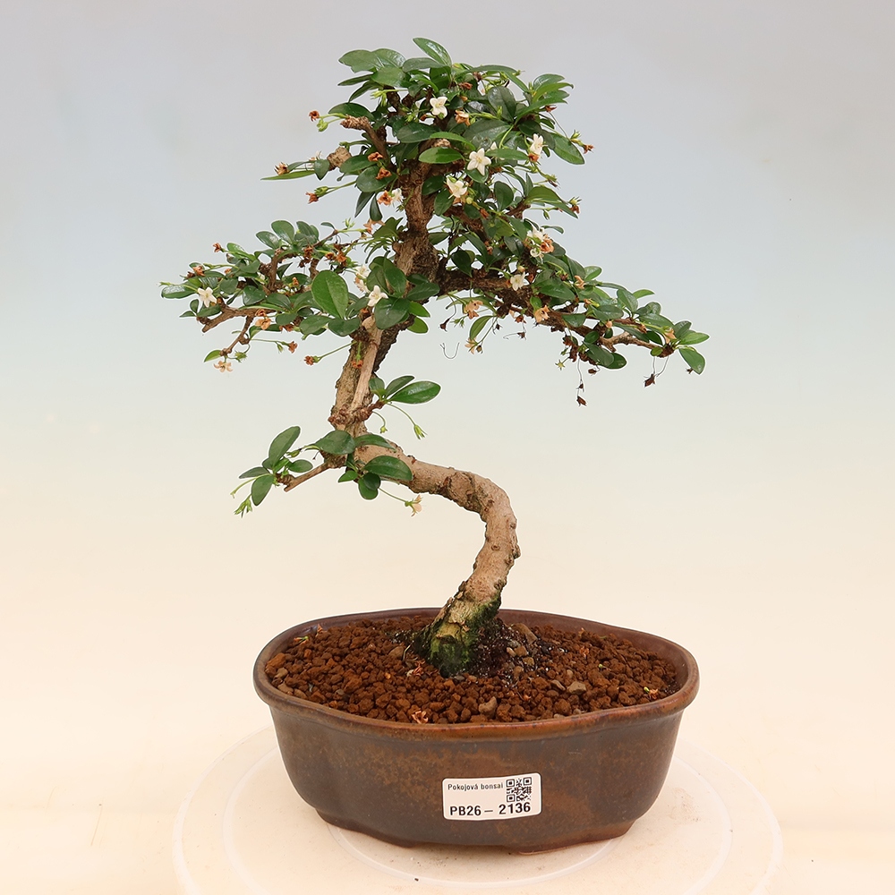 Camera bonsai - Carmona macrophylla - Tea fuki