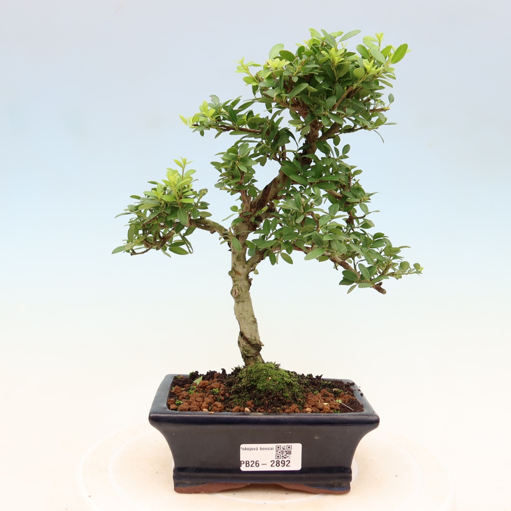 Camera bonsai - Ilex crenata - Agrifoglio