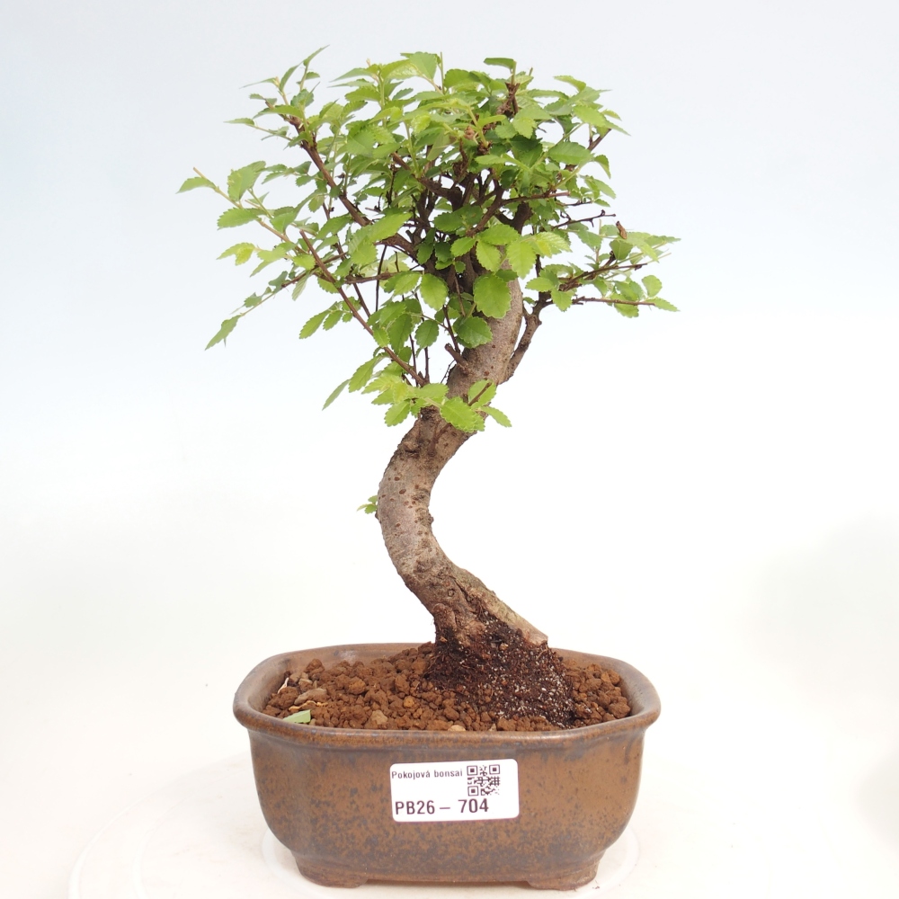 Camera bonsai - Ulmus parvifolia - Olmo a foglie piccole