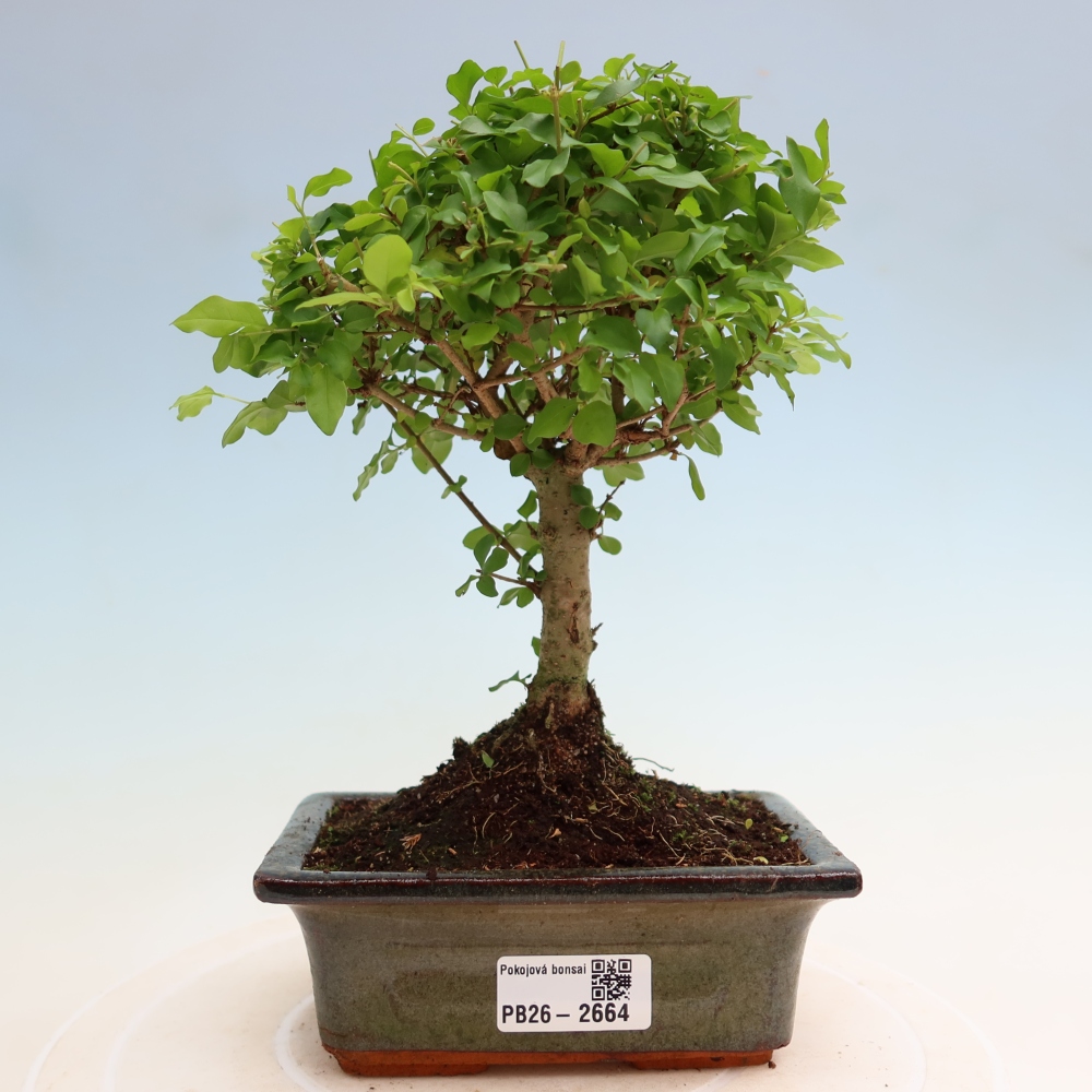 Camera bonsai -Ligustrum chinensis - Becco d'uccello